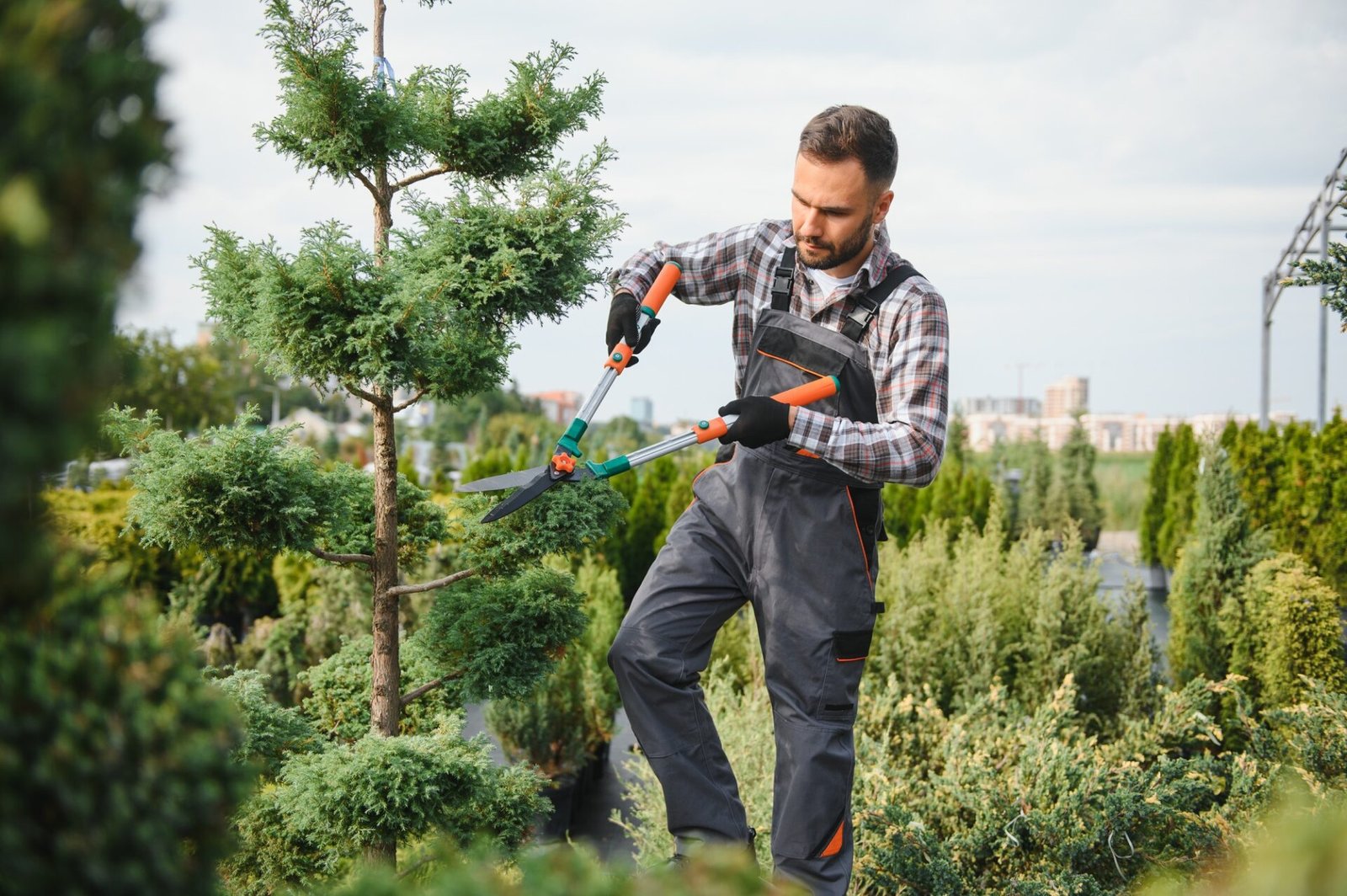 the gardener trims the trees