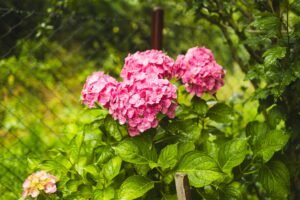 Pink hydrangea, close-up. Flowering bush. Huge hydrangea in the front garden. Flowering purple and